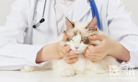 獸醫(yī)專業(yè)翻譯i